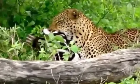 CLIP: Báo hoa mai hạ gục ngựa vằn non, kéo xác lên cây để tránh kẻ thù