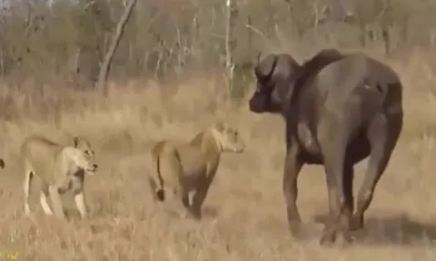 CLIP: Sư tử hoảng loạn tháo chạy trước cơn thịnh nộ dữ dội của bầy trâu rừng