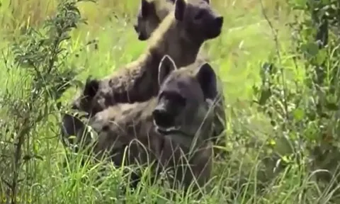 CLIP: Sư tử bị bầy linh cẩu truy đuổi, bất đắc dĩ phải leo cây để thoát thân