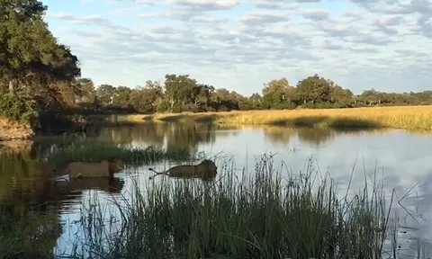 CLIP: Cuộc đụng độ nghẹt thở dưới nước giữa cá sấu và hai con sư tử đực