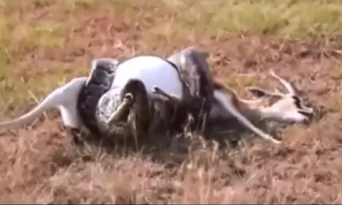 CLIP: Trăn khổng lồ siết chặt linh dương đến chết