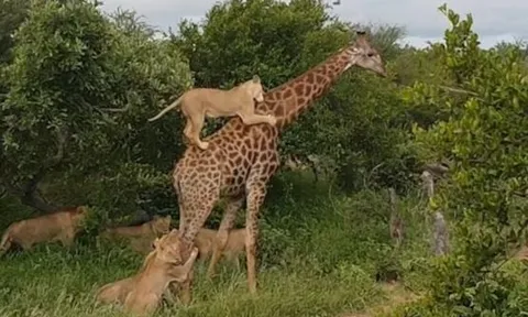 CLIP: Sư tử phi thân lên không trung, đoạt mạng hươu cao cổ trong nháy mắt