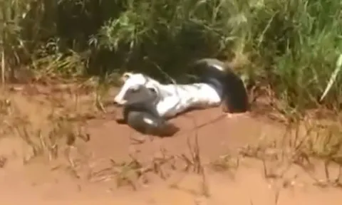 CLIP: Trăn khổng lồ bắt trộm bò, nông dân bất lực dù cố sức giải cứu