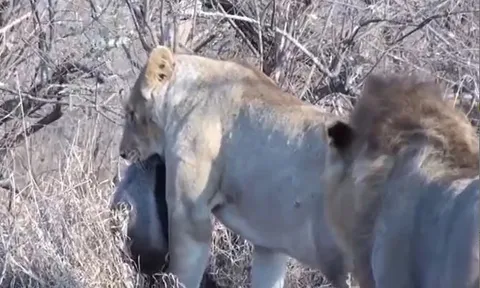 CLIP: Săn được lửng mật, sư tử vẫn bị con mồi 'làm khó'