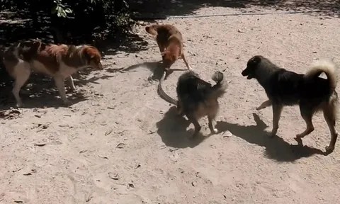 CLIP: Cuộc chiến sinh tử giữa bầy chó và con rắn trong vườn nhà