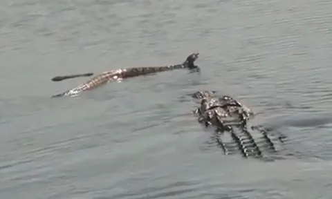 CLIP: Cá sấu hạ gục rắn độc khổng lồ trong tích tắc