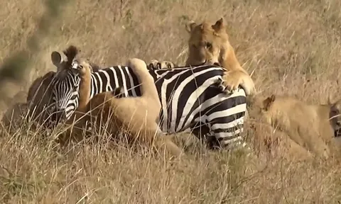 CLIP: Bầy sư tử phối hợp săn mồi, hạ gục ngựa vằn trong chớp mắt