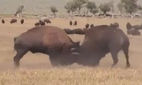 CLIP: Cuộc đối đầu mãn nhãn giữa hai "chiến binh" bò rừng bison