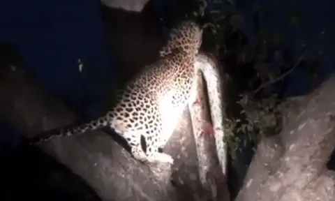 CLIP: Báo hoa mai tha trăn khổng lồ lên cây để thưởng thức bữa tiệc