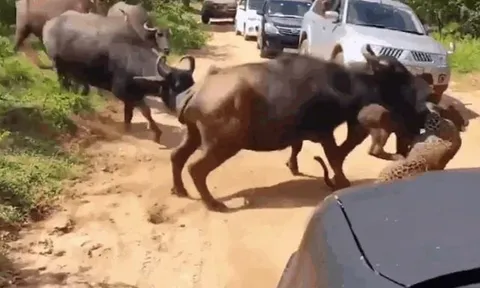 CLIP: Bị đàn trâu rừng điên cuồng truy sát, báo hoa mai nhận kết cục khó tin