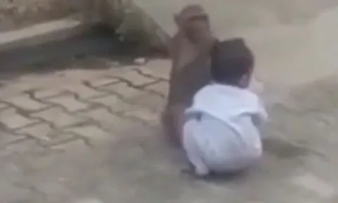 CLIP: Khỉ 'bắt cóc' em bé 2 tuổi mang ra đường và cái kết đầy kịch tính