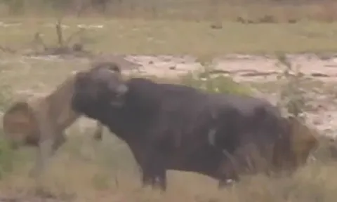 CLIP: Đi săn trâu rừng, sư tử bi con mồi 'hành' cho thừa sống thiếu chết