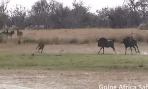 CLIP: Đi dạo trong lãnh địa của linh dương đầu bò, báo săn bị con mồi 'dí chạy té khói'
