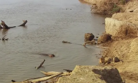 CLIP: Sư tử tháo chạy thục mạng khi bị hà mã “nổi điên” truy đuổi