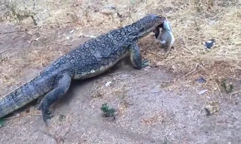 CLIP: Kỳ đà "đột kích" hang thỏ, tóm gọn con mồi chỉ trong tích tắc