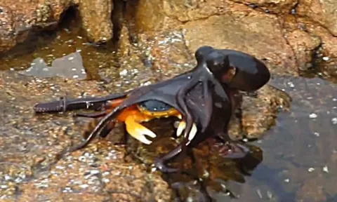 CLIP: Bạch tuộc "siêu sát thủ" bất ngờ phi thân lên bờ truy sát cua