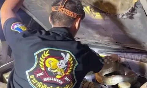 CLIP: Kinh hãi trước màn bắt rắn hổ mua chúa nặng hơn 10kg ẩn nấp trong ô tô