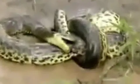 CLIP: Rùng mình cảnh trăn khổng lồ siết chặt và nuốt chửng cá sấu dưới nước