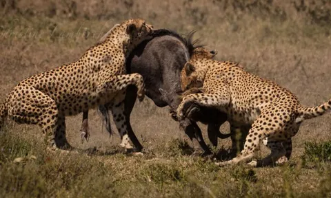 CLIP: Bầy báo săn hợp lực truy sát linh dương đầu bò