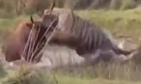 CLIP: Săn bò rừng sắp thành công, hổ bất ngờ bỏ chạy khi 'kẻ thứ 3' xuất hiện