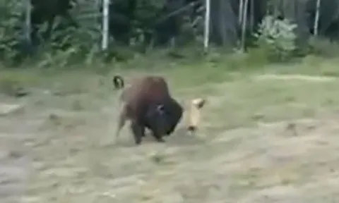 CLIP: Chó pitbull hung hăng tấn công bò rừng 1,6 tấn và cái kết không bất ngờ