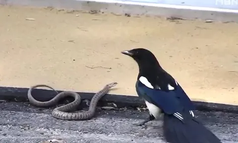 CLIP: Thành công hạ gục rắn chuột, chim khách không ăn thịt mà làm ra hành động khó hiểu