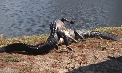 CLIP: Cá sấu ác chiến quyết liệt giành 'địa bàn'