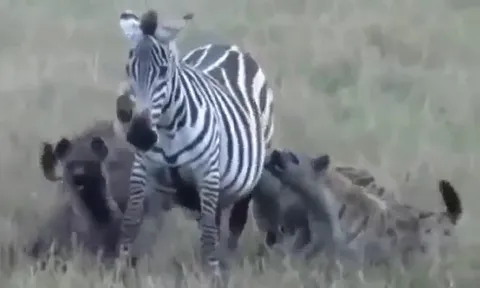 CLIP: Bầy linh cẩu tàn nhẫn xé xác ngựa vằn ngay giữa thiên nhiên hoang dã