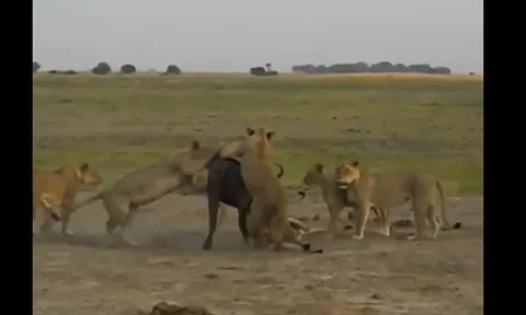 CLIP: Sư tử lôi trâu rừng con ra khỏi bụng mẹ sau cuộc săn đẫm máu