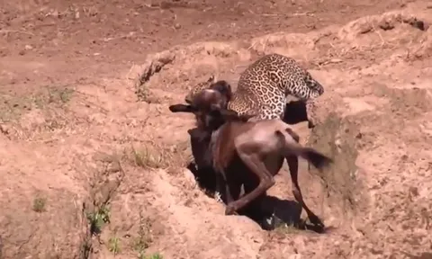 CLIP: Linh dương đầu bò trả giá đắt vì một phút bất cẩn