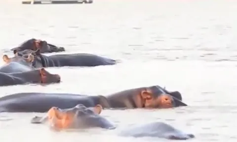 CLIP: Cá mập bò liều lĩnh tấn công đàn hà mã khổng lồ