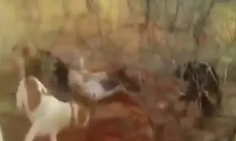 CLIP: Báo đốm bị bầy chó săn cắn xé dã man sau khi sập bẫy của thợ săn