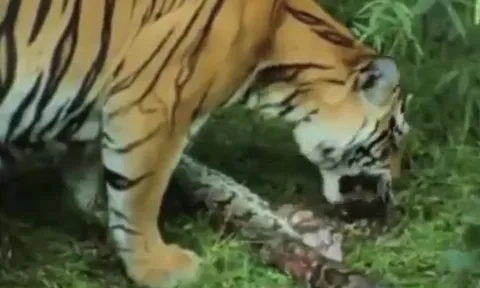 CLIP: Trăn khổng lồ bỏ mạng sau trận chiến sinh tử với ba "chúa sơn lâm"