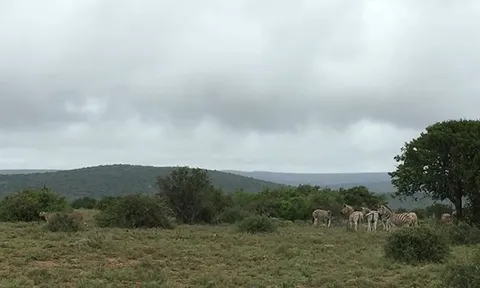 CLIP: Ngựa vằn “nổi giận” phản công dữ dội, buộc báo săn tháo chạy
