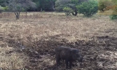 CLIP: Báo hoa mai chạy bạt mạng vì bị lợn rừng truy đuổi