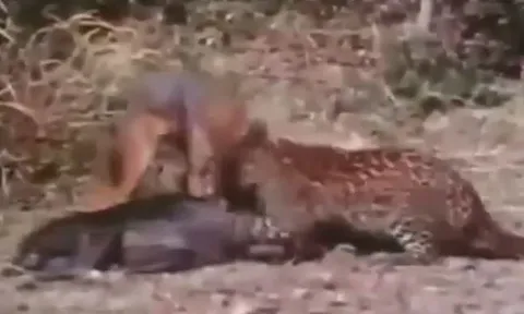 CLIP: Cả gan giành mồi của báo hoa mai, chó sói phải trả giá bằng tính mạng