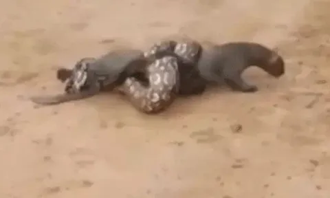 CLIP: Mèo rừng suýt bị trăn khổng lồ siết chết