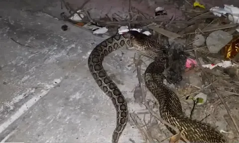 CLIP: Rợn người khoảnh khắc hổ mang chúa nuốt chửng rắn lục khổng lồ ngay trong sân nhà