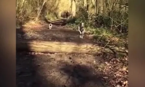 CLIP: Chó "bắt chước" bạn nhảy qua chướng ngại vật, gặp tai nạn hài hước khiến dân mạng cười nghiêng ngả