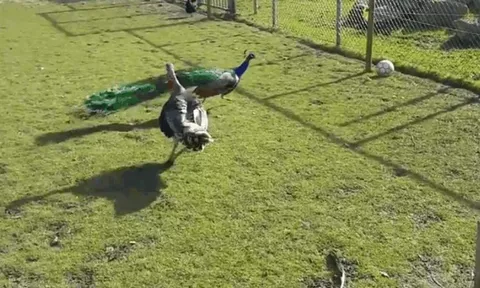 CLIP: Gà tây “đấu võ” với công, trận chiến kịch tính và cái kết khiến đối thủ phải "bay thoát thân"