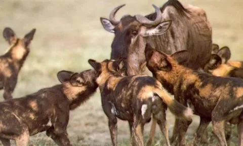 CLIP: Bầy chó hoang 'xúm đen xúm đỏ' hạ sát linh dương đầu bò