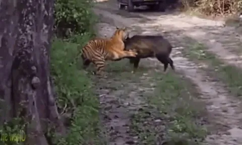 CLIP: Lợn rừng quyết tử với hổ dữ trong cuộc chiến sinh tồn nghẹt thở