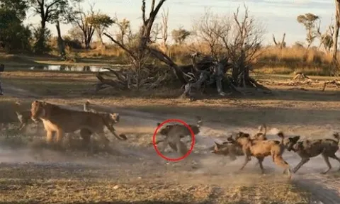 CLIP: Mẹ sư tử mở đường máu giải cứu con giữa vòng vây của bầy chó hoang hung dữ