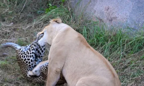CLIP: Báo hoa mai quyết chiến ác liệt với sư tử để bảo vệ đàn con