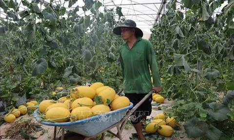 Ứng dụng công nghệ cao vào nông nghiệp, nông dân thu lãi hàng tỷ đồng