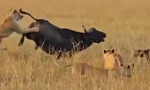 CLIP: Trâu rừng dùng tuyệt kỹ của ngựa vằn khiến sư tử 'ăn quả đắng'