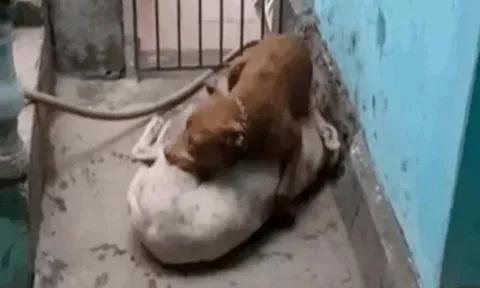 CLIP: Cuộc chiến đẫm máu giữa 2 con chó pitbull nhốt chung chuồng