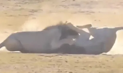 CLIP: Trận chiến nảy lửa giữa hai sư tử đực, kết cục bất ngờ giữa chảo lửa thảo nguyên