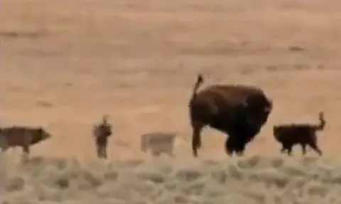 CLIP: Bị đàn sói bao vây, bò rừng vẫn thoát chết ngoạn mục nhờ tung cú đá hậu và 'viện binh xịn'