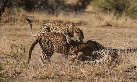 CLIP: Báo cái bất ngờ can thiệp, chấm dứt cuộc tử chiến đẫm máu giữa hai con đực